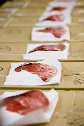 Tranches de thon rouge au marché aux poissons de Tsukiji à Tokyo Japon | Philippe DUREUIL Photographie