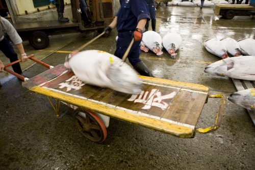 Chargement d'un thon sur un chariot à l'aide de pics | Philippe DUREUIL Photographie