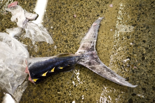 Queue d'un gros poisson au sol | Philippe DUREUIL Photographie