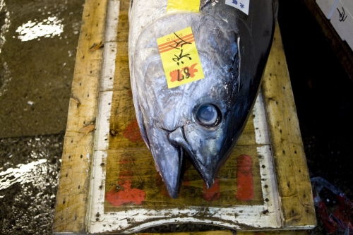 Thon sur un chariot en bois au marché aux poissons de Tsukiji à Tokyo Japon | Philippe DUREUIL Photographie