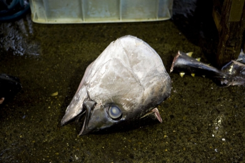 Tête d'un gros poisson au sol | Philippe DUREUIL Photographie