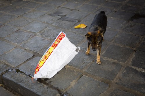 Chien errant à la recherche de nourriture au Vietnam | Philippe DUREUIL Photographie