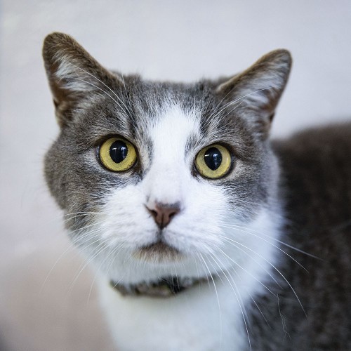 Portrait d'un chat. Client : Le Royaume des Animaux, pension de qualité pour les chats | Philippe DUREUIL Photographie