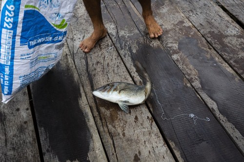 Vente d'un poisson sur un élevage flottant de la Baie d'Halong au Vietnam | Philippe DUREUIL Photographie